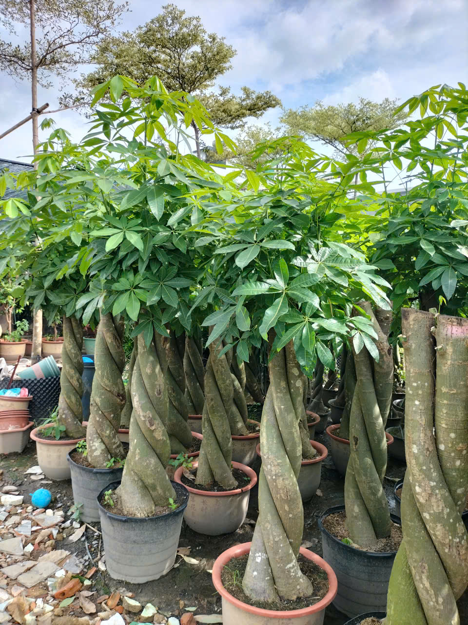 cây kim ngân size lớn 